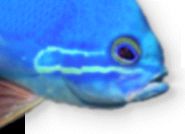 gratuitous fish